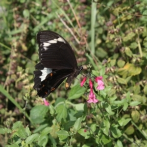 Papilio aegeus at Hackett, ACT - 21 Mar 2022