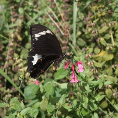 Papilio aegeus (Orchard Swallowtail, Large Citrus Butterfly) at Hackett, ACT - 21 Mar 2022 by DavidForrester