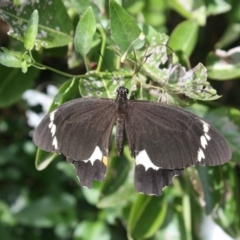 Papilio aegeus (Orchard Swallowtail, Large Citrus Butterfly) at Hackett, ACT - 18 Apr 2022 by DavidForrester