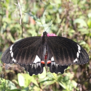Papilio aegeus at Hackett, ACT - 3 May 2022