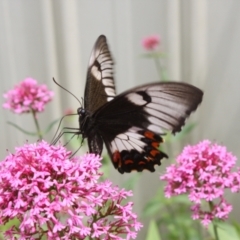 Papilio aegeus (Orchard Swallowtail, Large Citrus Butterfly) at Hackett, ACT - 13 Dec 2021 by DavidForrester