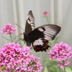 Papilio aegeus at Hackett, ACT - 14 Dec 2021