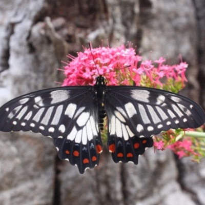 Papilio anactus (Dainty Swallowtail) at Hackett, ACT - 7 Feb 2022 by DavidForrester