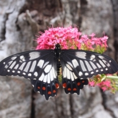 Papilio anactus (Dainty Swallowtail) at Hackett, ACT - 6 Feb 2022 by DavidForrester