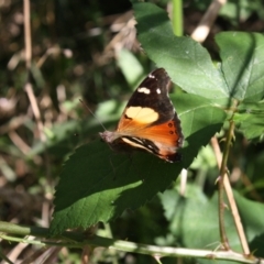 Vanessa itea (Yellow Admiral) at Cotter Reserve - 21 Jan 2022 by DavidForrester