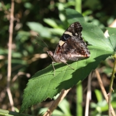 Vanessa itea at Coree, ACT - 22 Jan 2022