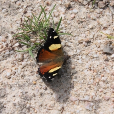 Vanessa itea (Yellow Admiral) at Birrigai - 5 Feb 2022 by DavidForrester