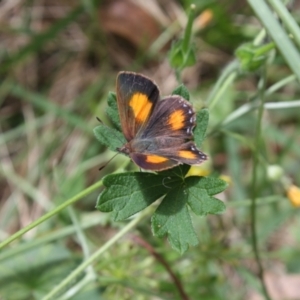 Paralucia aurifera at Paddys River, ACT - 5 Feb 2022