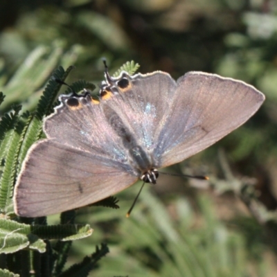 Jalmenus ictinus (Stencilled Hairstreak) at Hackett, ACT - 13 Mar 2022 by DavidForrester