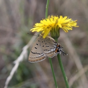 Jalmenus ictinus at Hackett, ACT - 8 Feb 2022