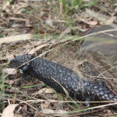 Tiliqua rugosa (Shingleback Lizard) at Hackett, ACT - 16 Apr 2022 by DavidForrester