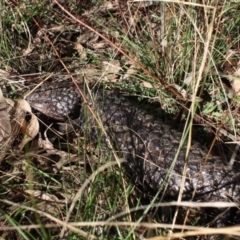 Tiliqua rugosa (Shingleback Lizard) at Pialligo, ACT - 29 May 2022 by DavidForrester