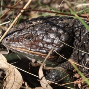 Tiliqua rugosa at Pialligo, ACT - 29 May 2022