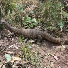 Varanus rosenbergi (Heath or Rosenberg's Monitor) at Mount Majura - 25 Dec 2021 by DavidForrester