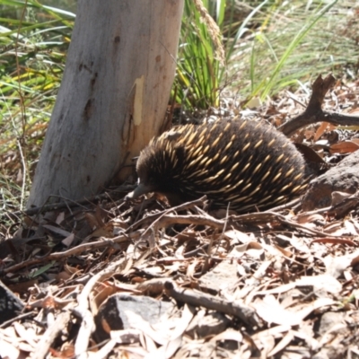 Tachyglossus aculeatus (Short-beaked Echidna) at Black Mountain - 19 Feb 2022 by DavidForrester