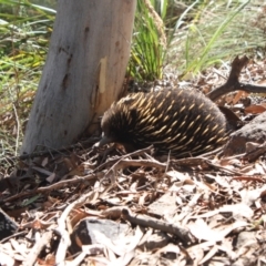 Tachyglossus aculeatus (Short-beaked Echidna) at Molonglo Valley, ACT - 19 Feb 2022 by DavidForrester