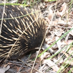 Tachyglossus aculeatus at Molonglo Valley, ACT - 19 Feb 2022 11:13 AM