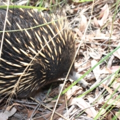 Tachyglossus aculeatus at Molonglo Valley, ACT - 19 Feb 2022