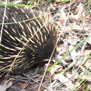 Tachyglossus aculeatus at Molonglo Valley, ACT - 19 Feb 2022