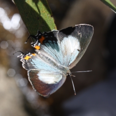 Jalmenus evagoras (Imperial Hairstreak) at Gibraltar Pines - 21 Jan 2022 by DavidForrester