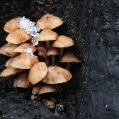 Unidentified Cap on a stem; gills below cap [mushrooms or mushroom-like] (TBC) at Tennent, ACT - 3 Jun 2022 by Harrisi