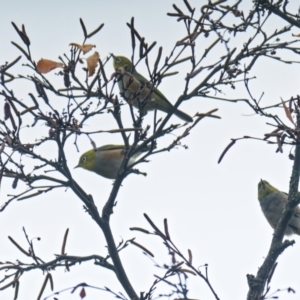 Zosterops lateralis at Downer, ACT - 5 Jun 2022