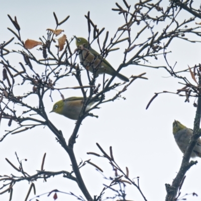 Zosterops lateralis (Silvereye) at Downer, ACT - 5 Jun 2022 by RobertD