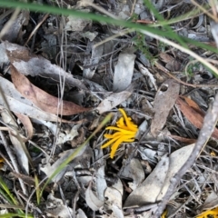 Clavulinopsis amoena (Yellow club) at QPRC LGA - 4 Jun 2022 by yellowboxwoodland