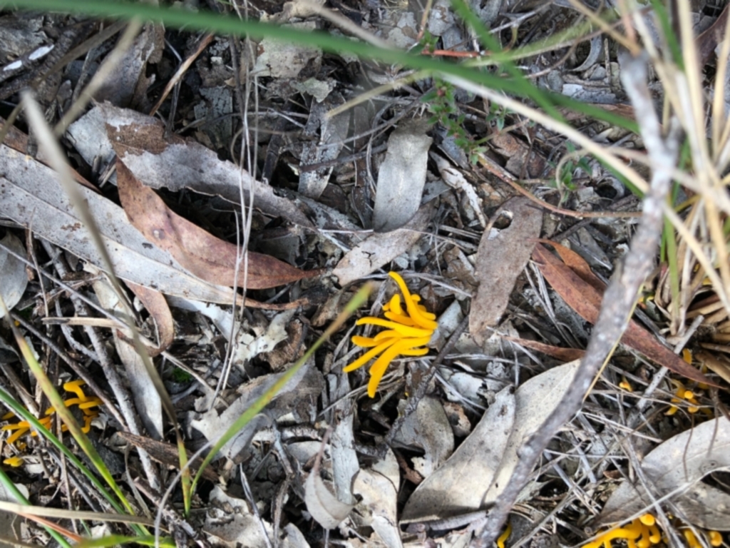 Clavulinopsis amoena at Bungendore, NSW - 4 Jun 2022