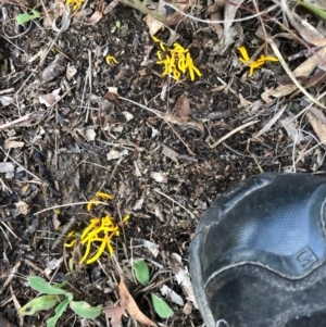 Clavulinopsis amoena at Bungendore, NSW - 4 Jun 2022 11:41 AM