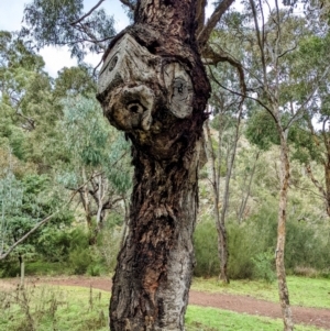 Eucalyptus bridgesiana at Molonglo Gorge - 5 Jun 2022