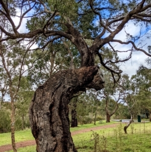 Eucalyptus bridgesiana at Kowen, ACT - 5 Jun 2022
