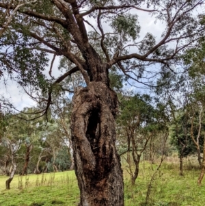 Eucalyptus bridgesiana at Molonglo Gorge - 5 Jun 2022