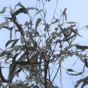 Eucalyptus bridgesiana at Molonglo Gorge - 5 Jun 2022