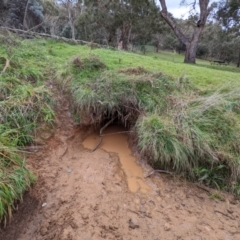 Vombatus ursinus at Kowen, ACT - 5 Jun 2022 09:59 AM