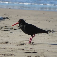 Haematopus fuliginosus (Sooty Oystercatcher) at Batehaven, NSW - 4 Jun 2022 by Christine