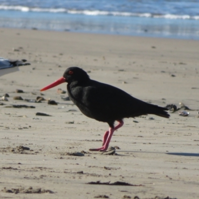 Haematopus fuliginosus (Sooty Oystercatcher) at Batehaven, NSW - 4 Jun 2022 by Christine