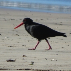 Haematopus fuliginosus at Batehaven, NSW - 4 Jun 2022