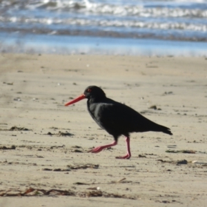 Haematopus fuliginosus at Batehaven, NSW - 4 Jun 2022