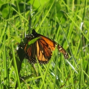 Danaus plexippus at Batemans Bay, NSW - 4 Jun 2022