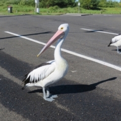 Pelecanus conspicillatus (Australian Pelican) at Batemans Bay, NSW - 4 Jun 2022 by Christine