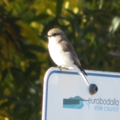 Microeca fascinans (Jacky Winter) at Nelligen, NSW - 4 Jun 2022 by Christine