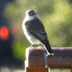 Microeca fascinans at Nelligen, NSW - 4 Jun 2022 10:02 AM