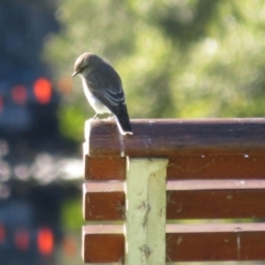 Microeca fascinans at Nelligen, NSW - 4 Jun 2022