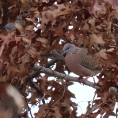 Spilopelia chinensis (Spotted Dove) at Stranger Pond - 4 Jun 2022 by RodDeb