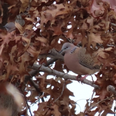 Spilopelia chinensis (Spotted Dove) at Bonython, ACT - 4 Jun 2022 by RodDeb