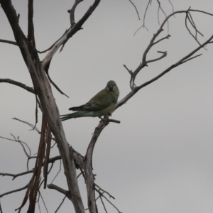 Psephotus haematonotus at Bonython, ACT - 4 Jun 2022 01:20 PM