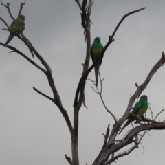 Psephotus haematonotus at Bonython, ACT - 4 Jun 2022 01:20 PM