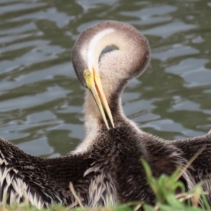 Anhinga novaehollandiae at Bonython, ACT - 4 Jun 2022