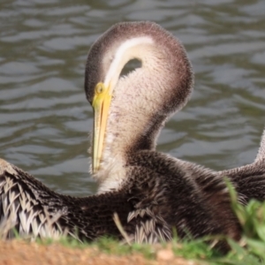 Anhinga novaehollandiae at Bonython, ACT - 4 Jun 2022